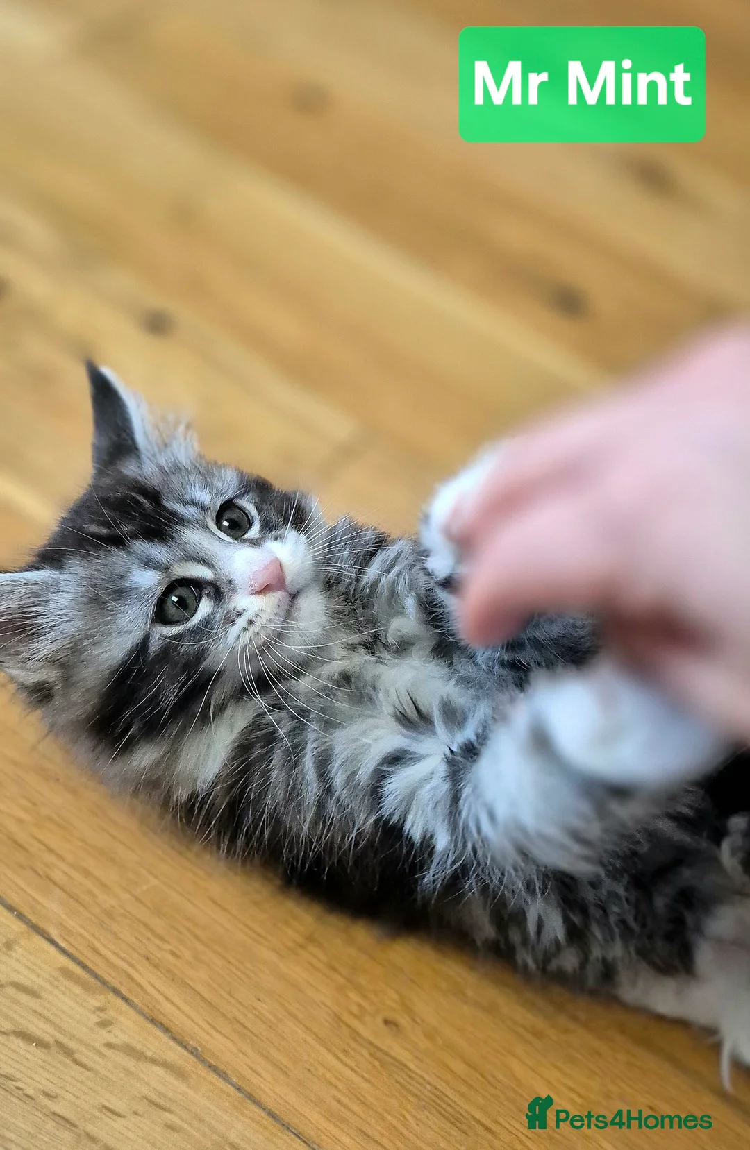 Maine Coon cats for sale: 🎀 Outstanding GCCF Pedigree Maine Coon Kittens  - Advert 17