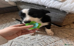 Border Collie dogs for sale: Beautiful MALE Border Collie Puppy - Advert 3