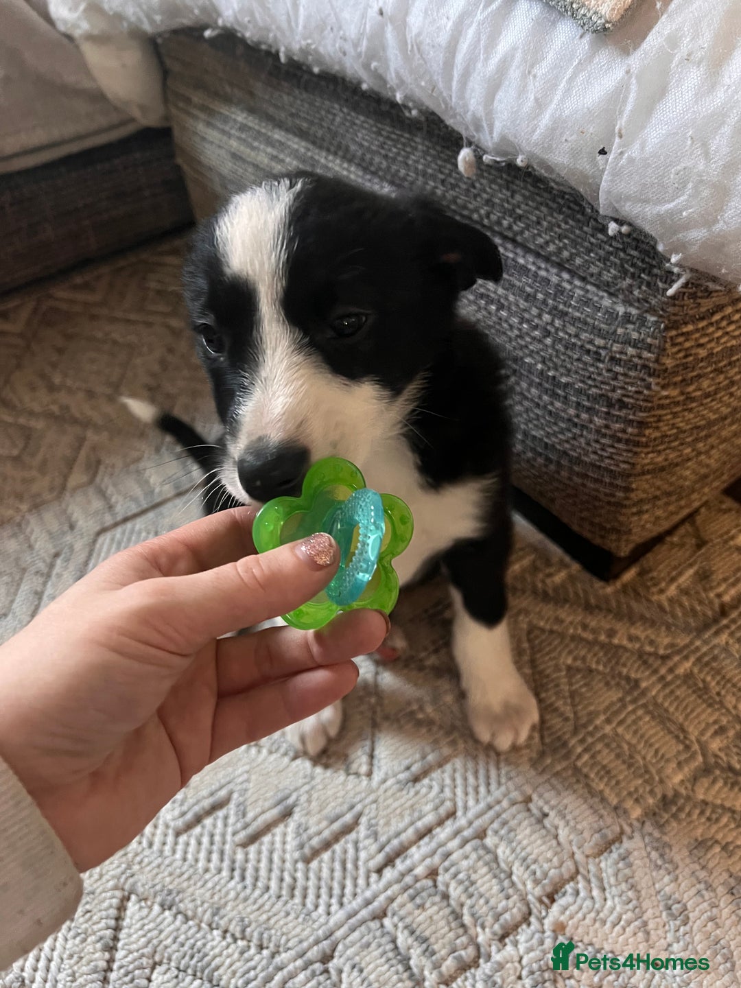 Border Collie dogs for sale: Beautiful MALE Border Collie Puppy - Advert 3