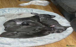 Staffordshire Bull Terrier dogs for sale: Blue Staffordshire bullterrier  - Image 2