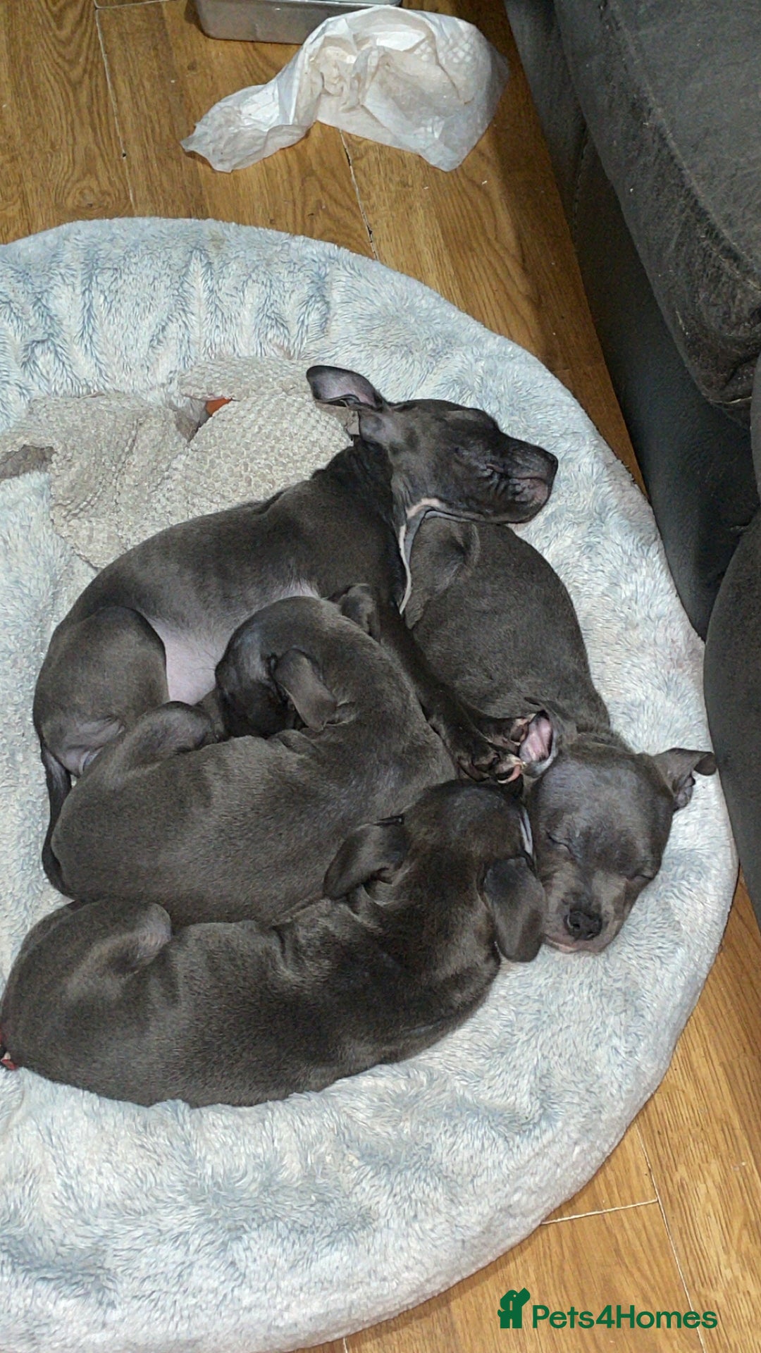 Staffordshire Bull Terrier dogs for sale: Blue Staffordshire bullterrier  - Image 2
