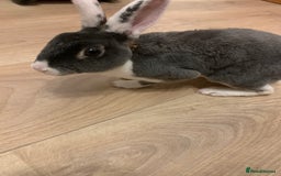 Rex rabbits for sale: Male Mini Rex - Image 2