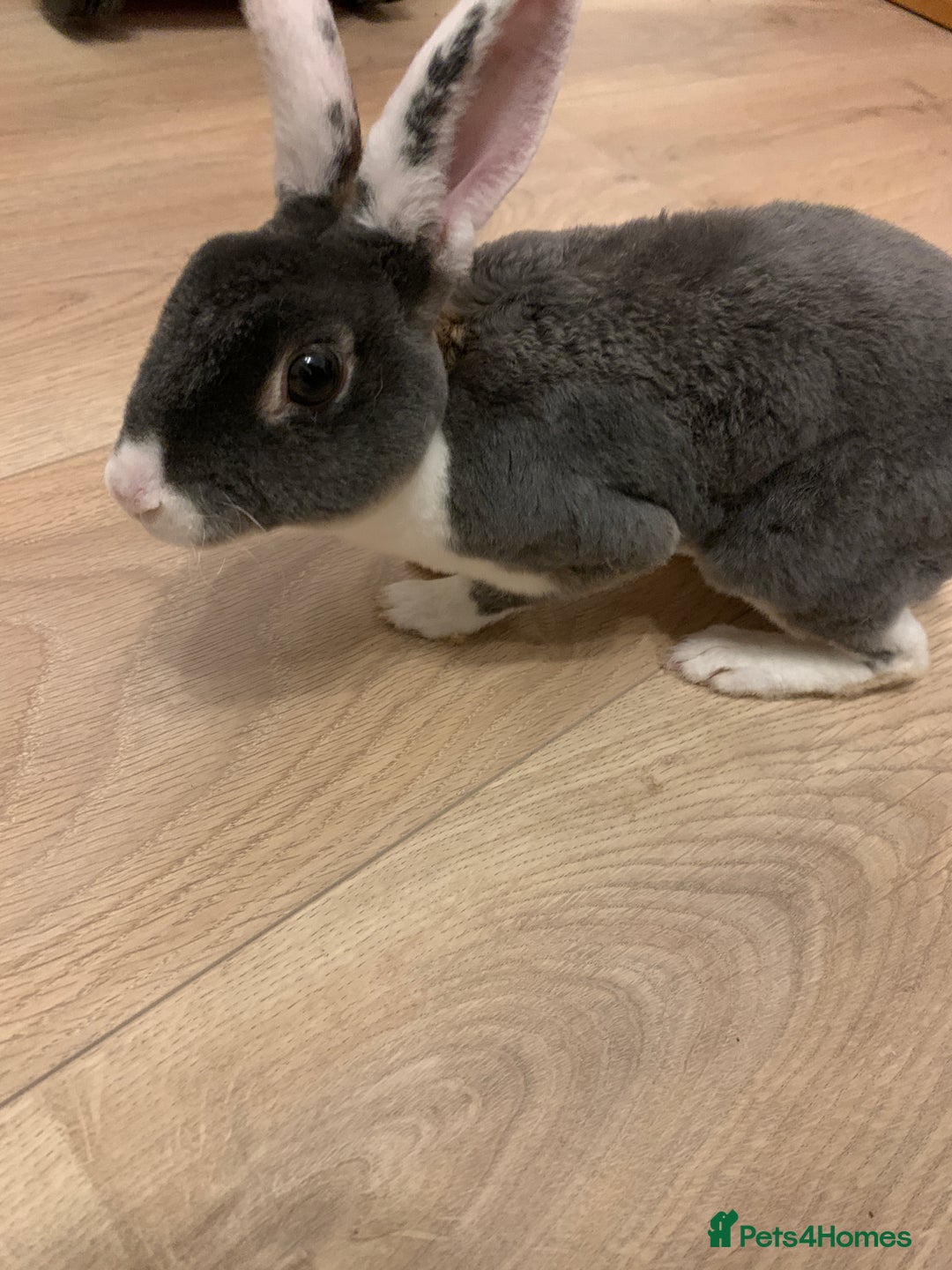 Rex rabbits for sale: Male Mini Rex - Image 2