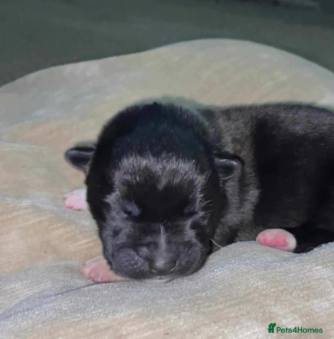 Akita dogs for sale: Beautiful American Akita Puppies 9 Boys 3 Females  - Advert 21