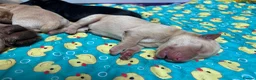 Labrador Retriever dogs for sale: 🐾🐕 New healthy, clean happy Labrador KC pup - Advert 16