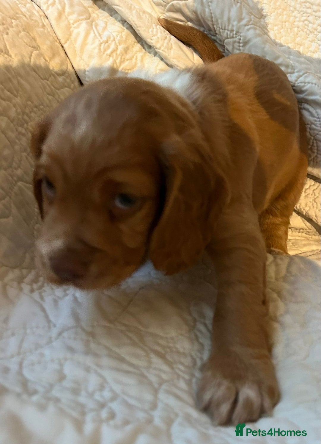 Cocker Spaniel dogs for sale: HEALTH CHECKED KC REG WORKING COCKER SPANIELS  - Advert 8