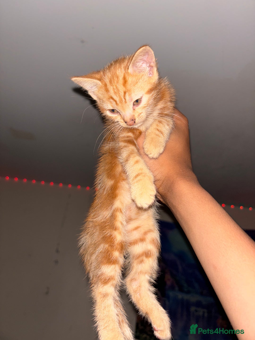 Domestic Shorthair cats for sale: Kittens Available  - Image 6