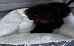 Cockapoo dogs for sale: Ozzie - Image 2