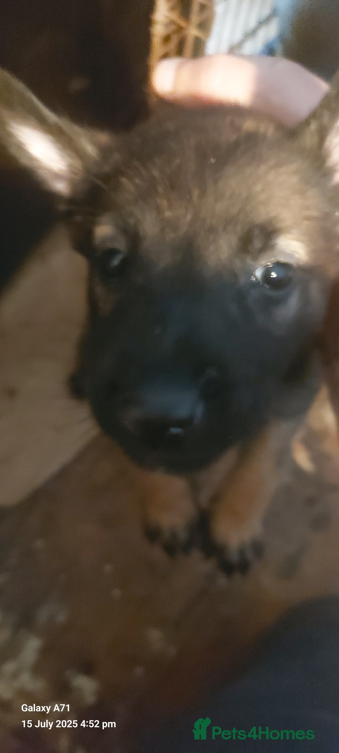 Belgian Shepherd Dog dogs for sale: Belgium malinois puppies  - Image 3