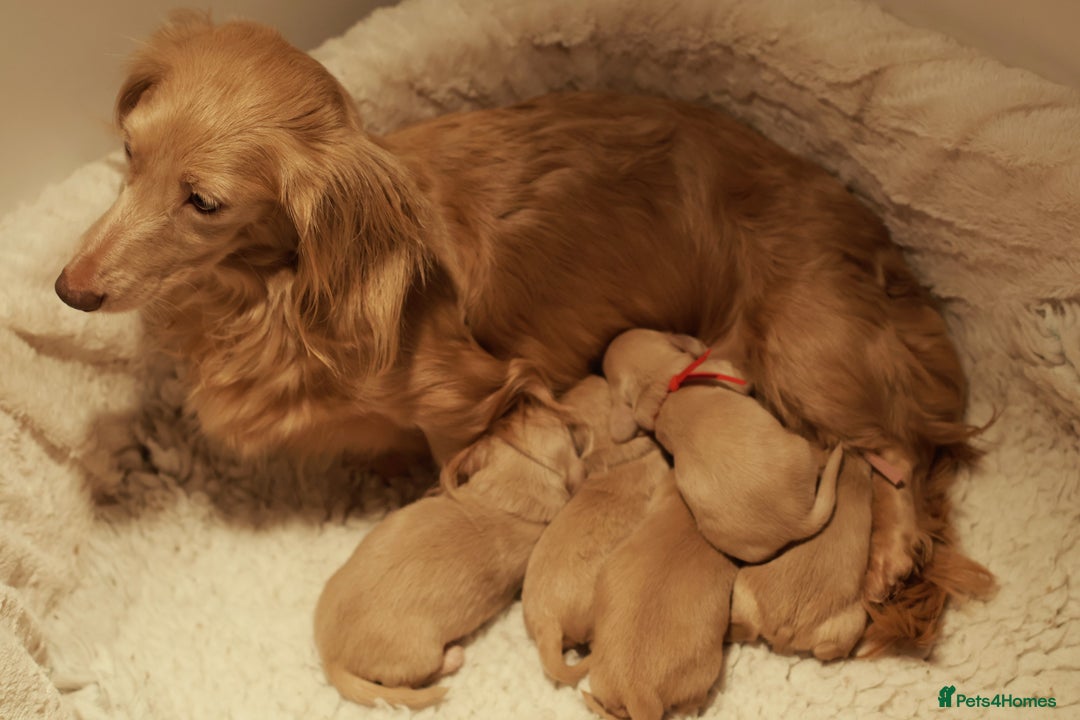 Miniature Dachshund dogs for sale: 5*Licensed+CREAMLONGHAIR+KCreg+PRACLEAR+Vetchecked - Advert 8
