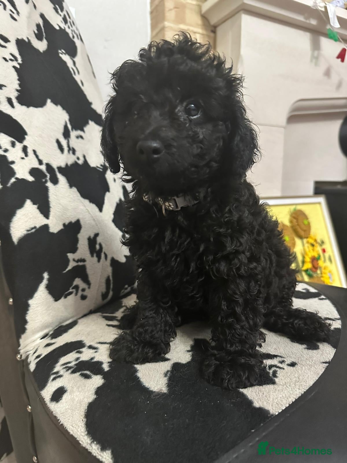 Toy Poodle dogs Rare silver and black male toy poodle puppies - Advert 6