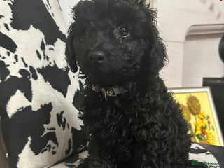 Toy Poodle dogs Rare silver and black male toy poodle puppies - Advert 6