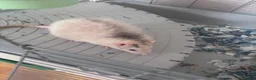 Rat rodents for sale: 3 adult male rats plus cage in Chelmsford - Advert 7