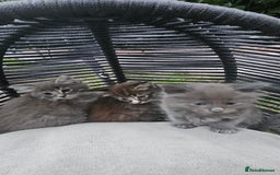 Persian cats for sale: Very beatifull perian kittens - Image 9