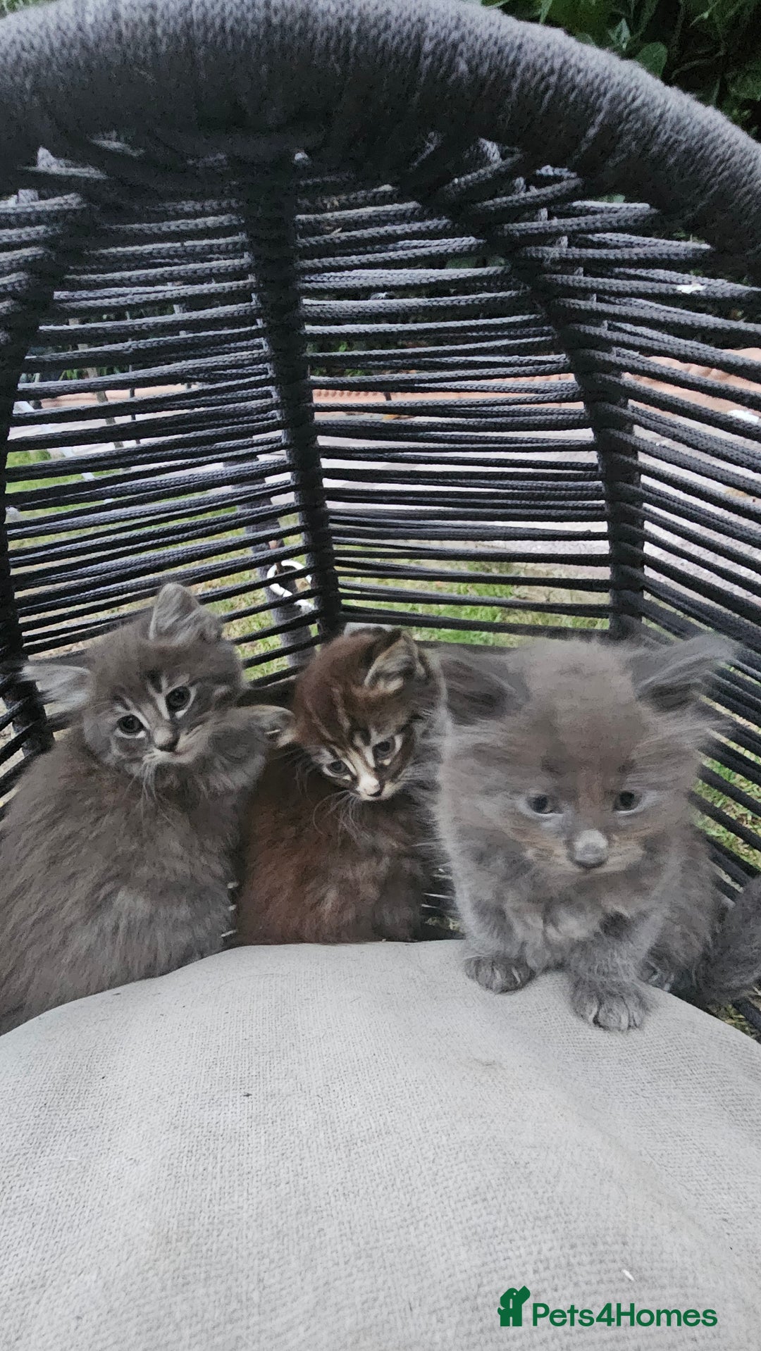 Persian cats for sale: Very beatifull perian kittens - Image 9