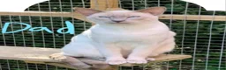 Siamese cats for sale: The Best Traditional Siamese Kittens - Advert 5