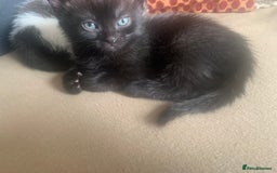 Mixed Breed cats for sale: Part Persian  - Image 10