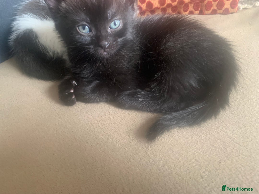 Mixed Breed cats for sale: Part Persian  - Image 10