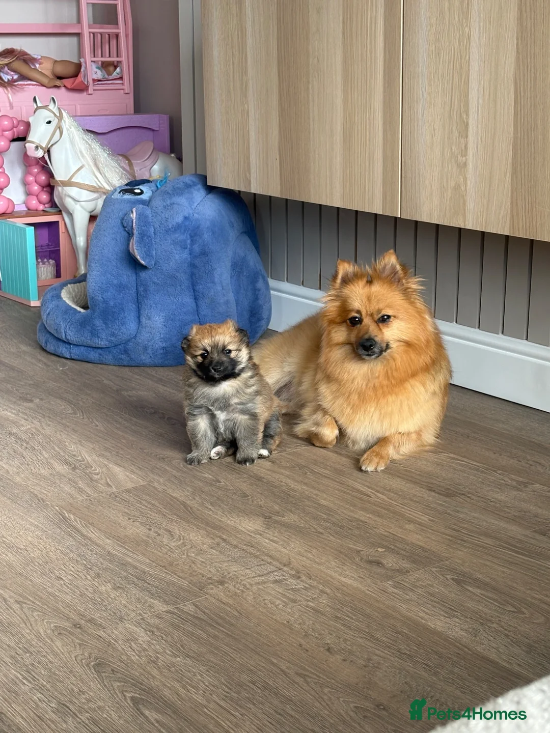 Pomeranian dogs for sale: REDUCED! 1 GIRL POMERANIAN AVAILABLE - Advert 2