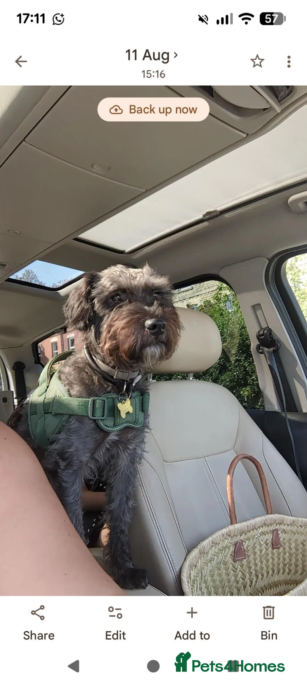 Mixed Breed dogs for sale: Patterpoo for rehoming  - Advert 2