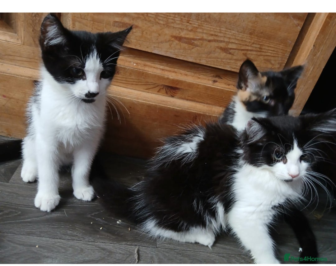 Maine Coon cats for sale:  Vet check. Full Vaccinated. Microchiped kittens in Sudbury - Image 20