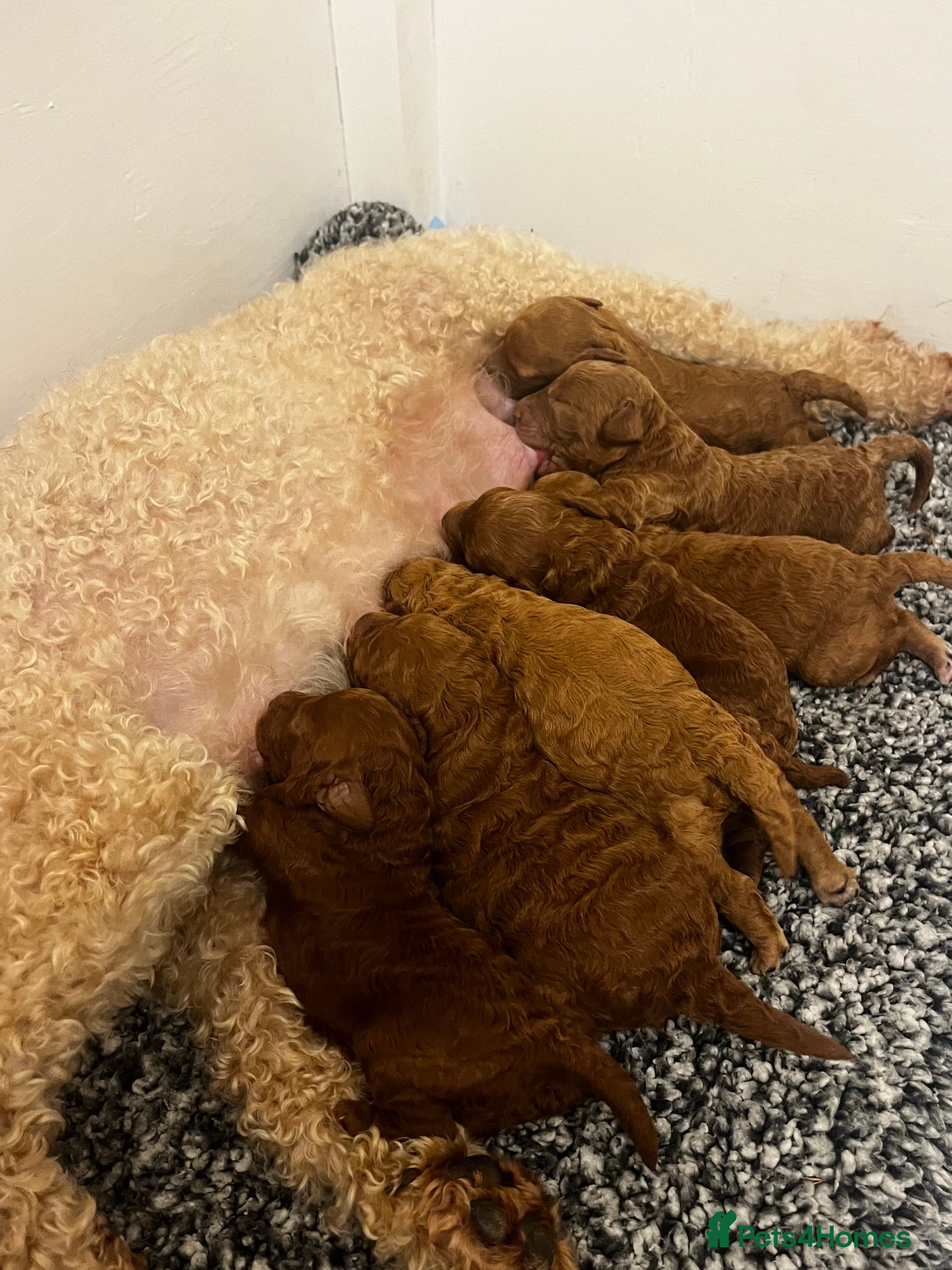 Cockapoo dogs Cockapoo Puppies - Advert 1