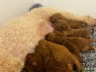 Cockapoo dogs Cockapoo Puppies - Advert 1