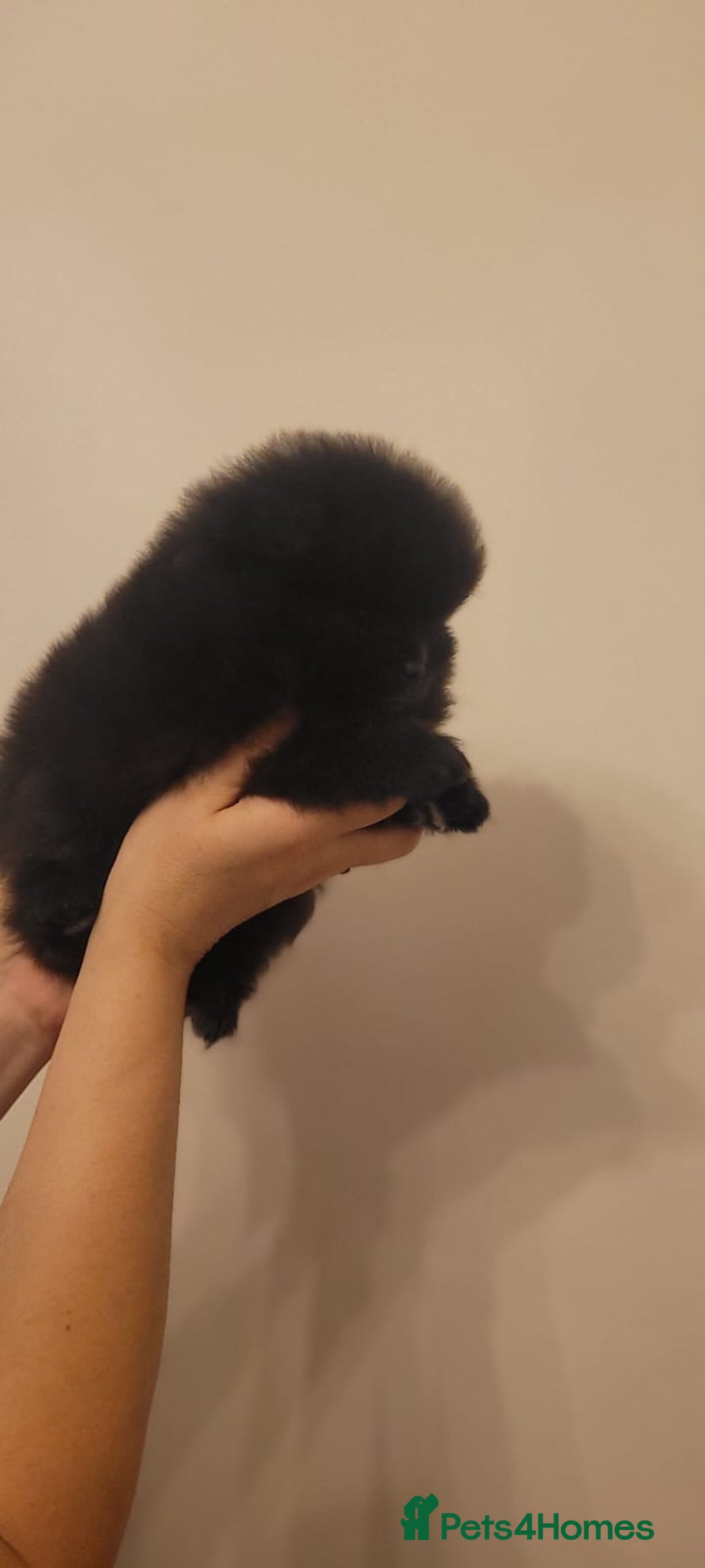 Pomeranian dogs for sale: 🐾 Adorable High-Quality Pomeranian Puppies  - Image 5