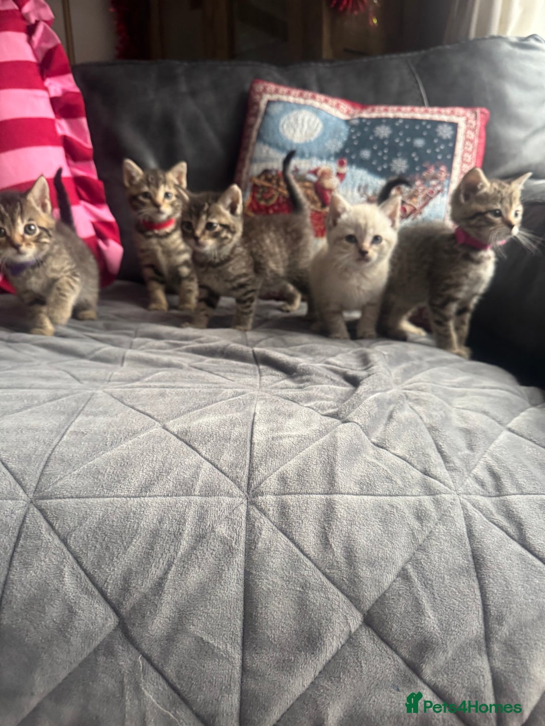 Mixed Breed cats for sale: Kittens needing loving homes  - Advert 7