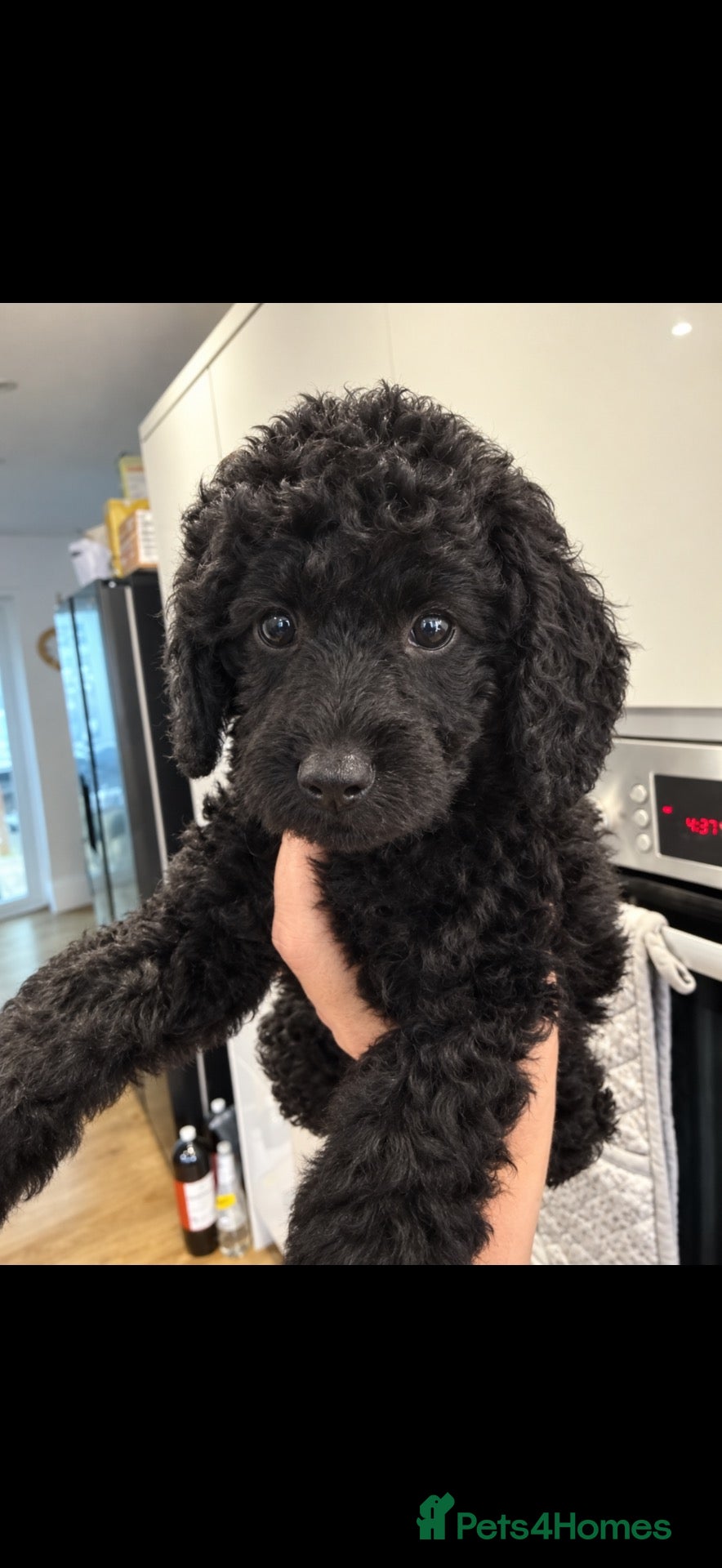 Labradoodle dogs Our Therapy Dog has had a gorgeous litter - Advert 1