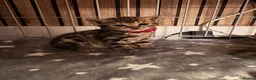 Bengal cats for sale: Stunning beautiful natured bengal cross kittens - Advert 32