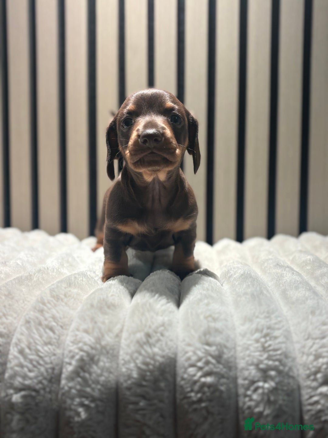 Miniature Dachshund dogs for sale: Miniature Dachshund Chocolate and Tan Girl - Advert 1
