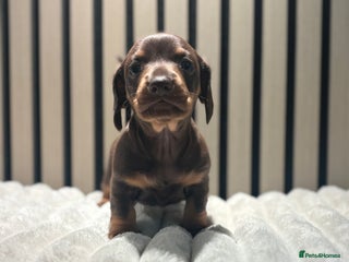 Miniature Dachshund dogs Miniature Dachshund Chocolate and Tan Girl - Advert 13