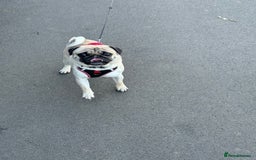 Pug dogs for sale: Male Pug - 4 Years Old - Image 6