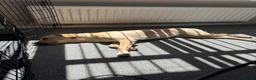 Goldador dogs for sale: Sweet goldador  in Stoke-on-Trent - Advert 6