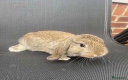 French Lop rabbits for sale: Baby lops in Hexham - Image 18