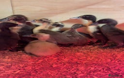 Ducks poultry for sale: Indian Runner Ducklings  - Image 2