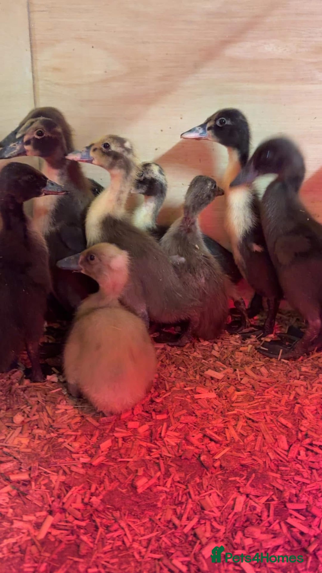 Ducks poultry for sale: Indian Runner Ducklings  - Image 2