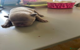 French Bulldog dogs for sale: French bulldog  - Image 6