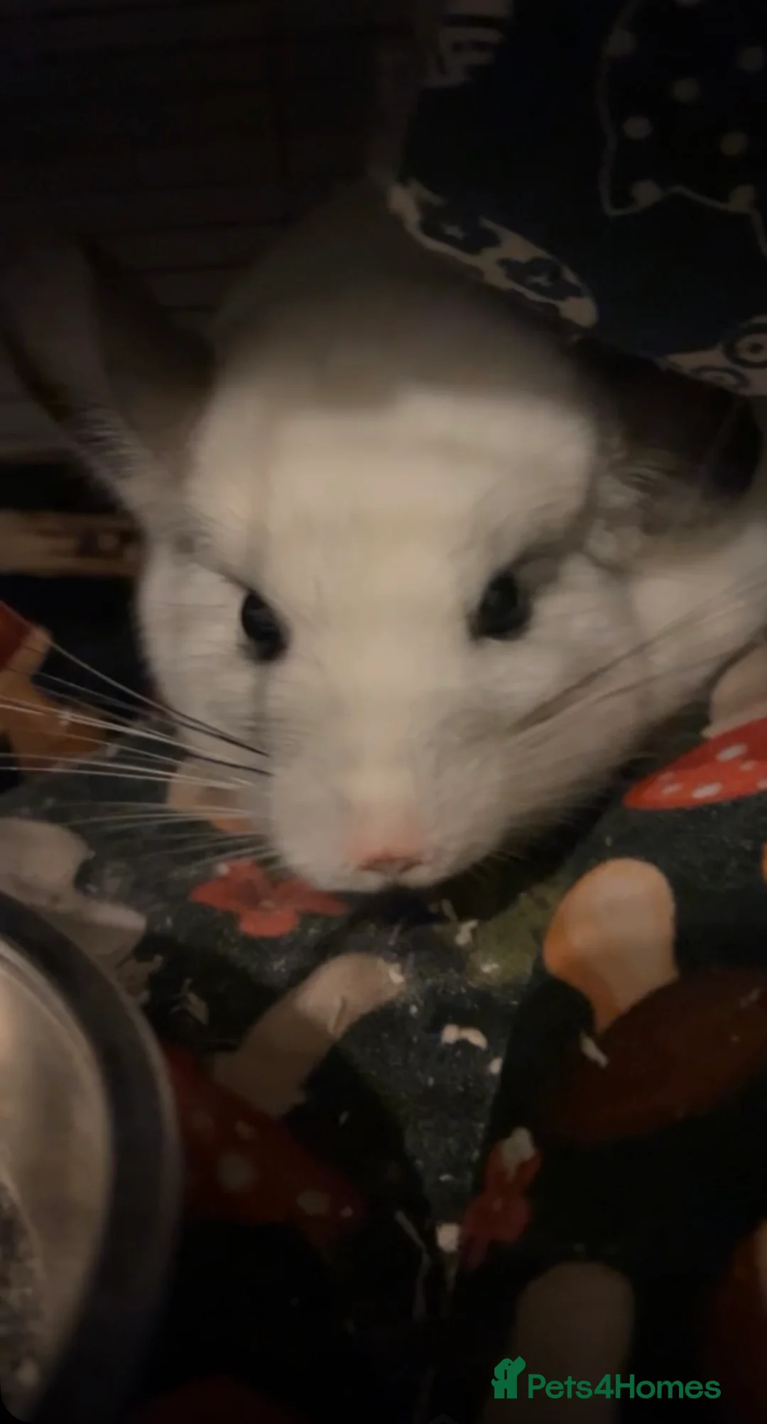 Chinchilla rodents for sale: Male and female chinchilla for sale  - Advert 3