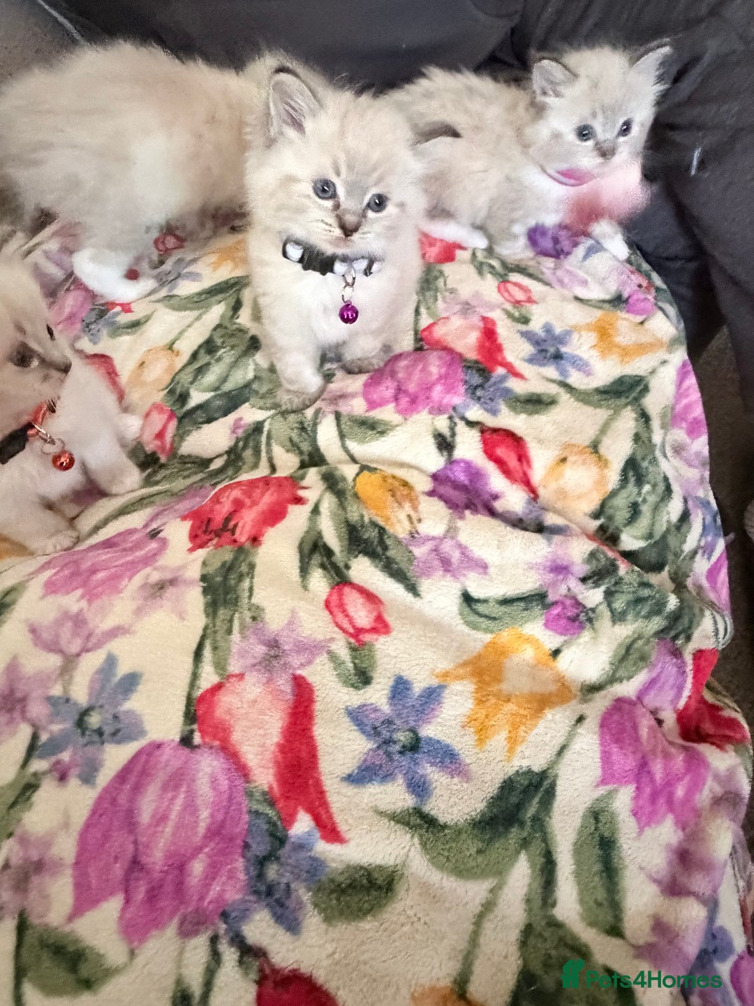 Ragdoll cats for sale: Special Ragdoll babies  - Advert 15