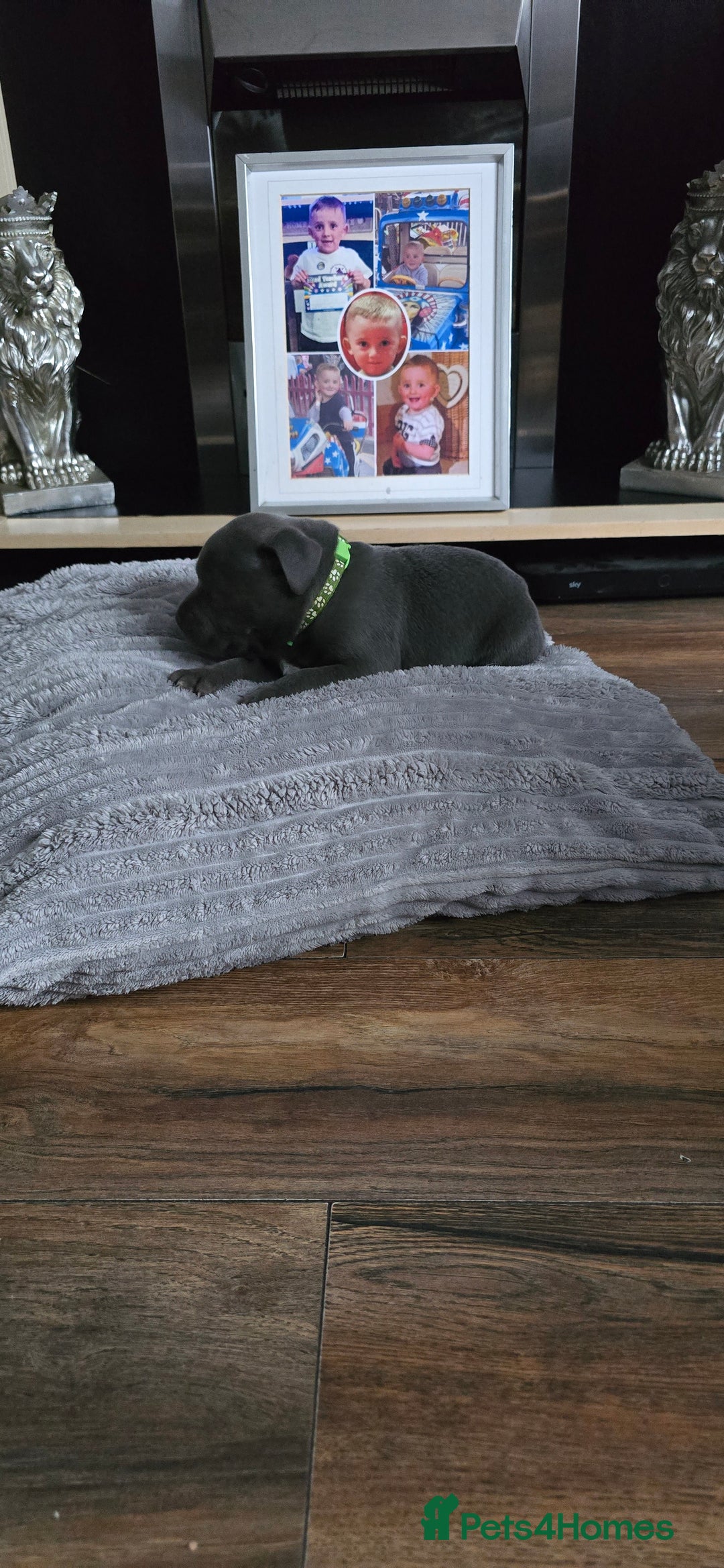 Staffordshire Bull Terrier dogs for sale: 4 beutiful blue staffies dad and mum kc  - Advert 12