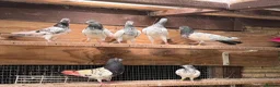 Pigeons birds for sale: Pakistani high flyers for sale  - Advert 4