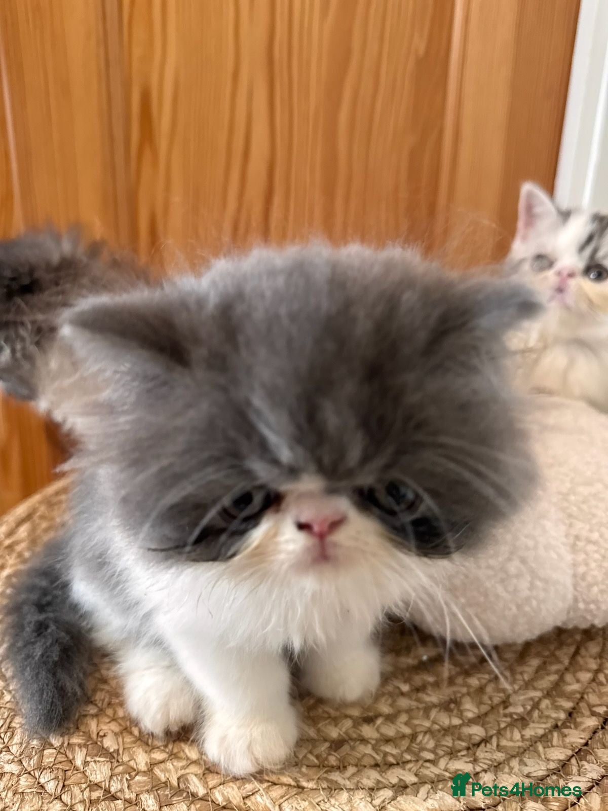 Exotic cats Exotic Persian kittens - Advert 5