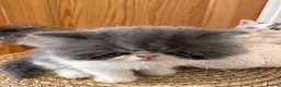 Exotic cats for sale: Exotic Persian kittens - Advert 1