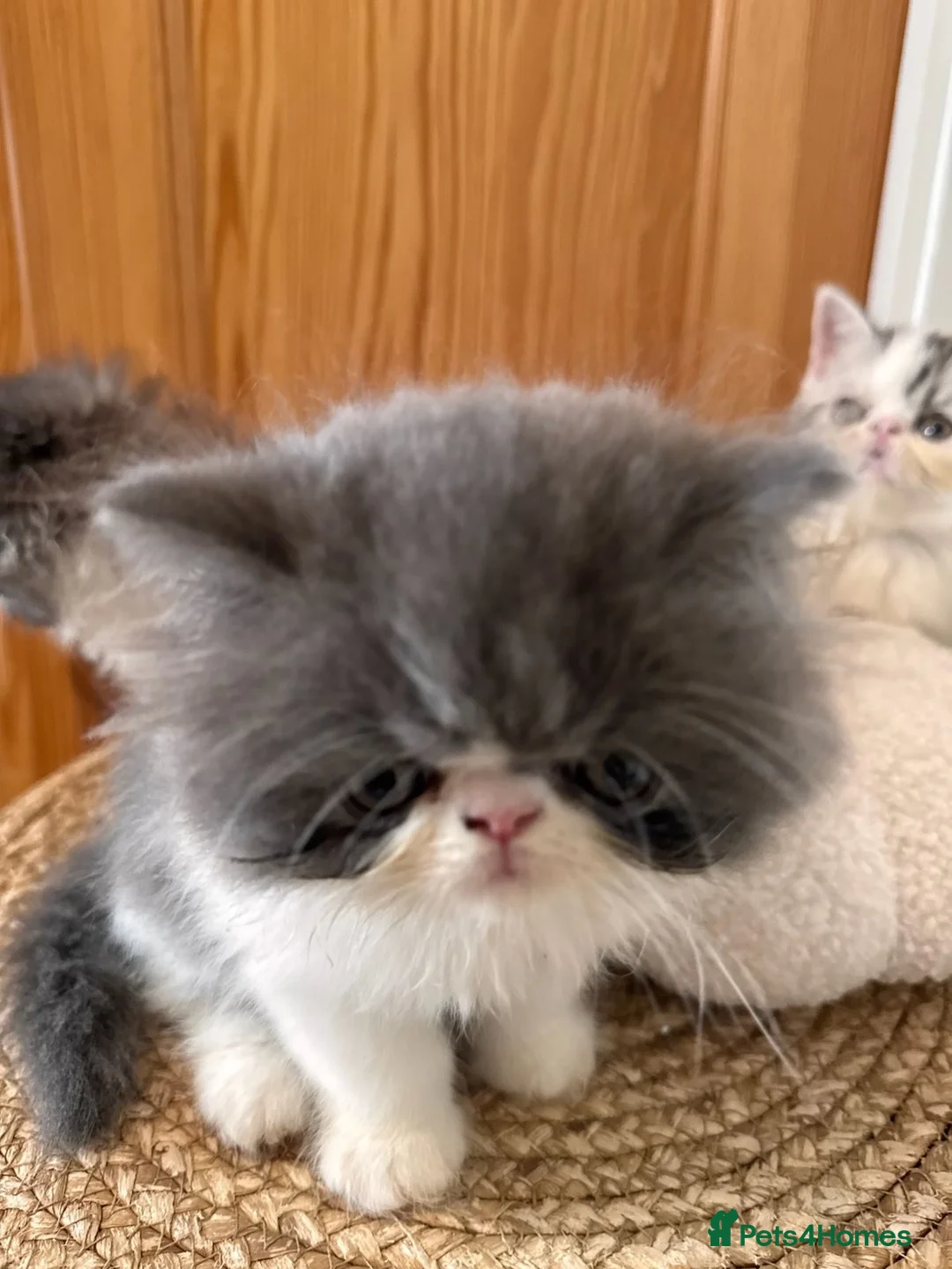 Exotic cats for sale: Exotic Persian kittens - Advert 1