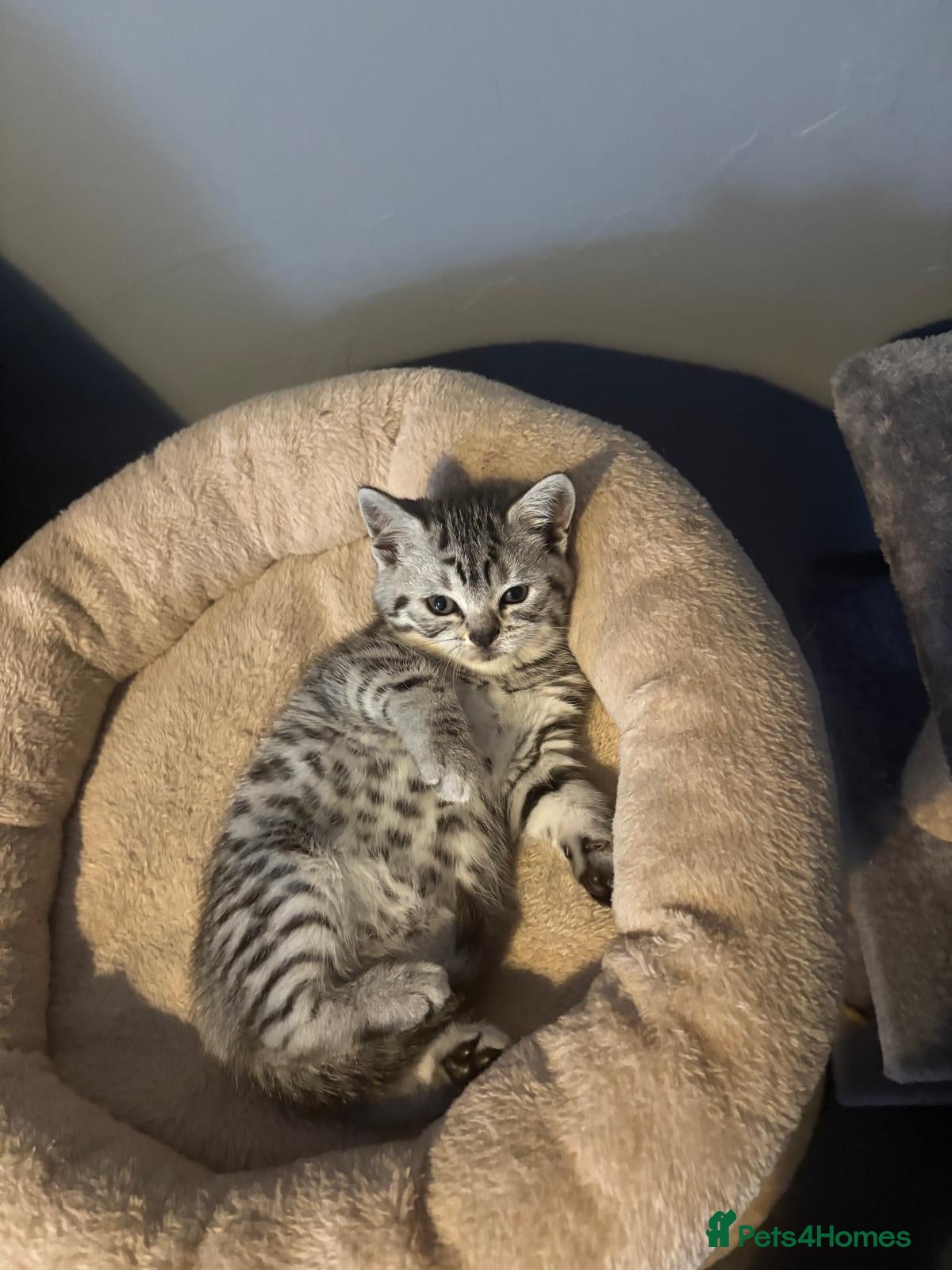 British Shorthair cats Beautiful bsh kittens  - Advert 1