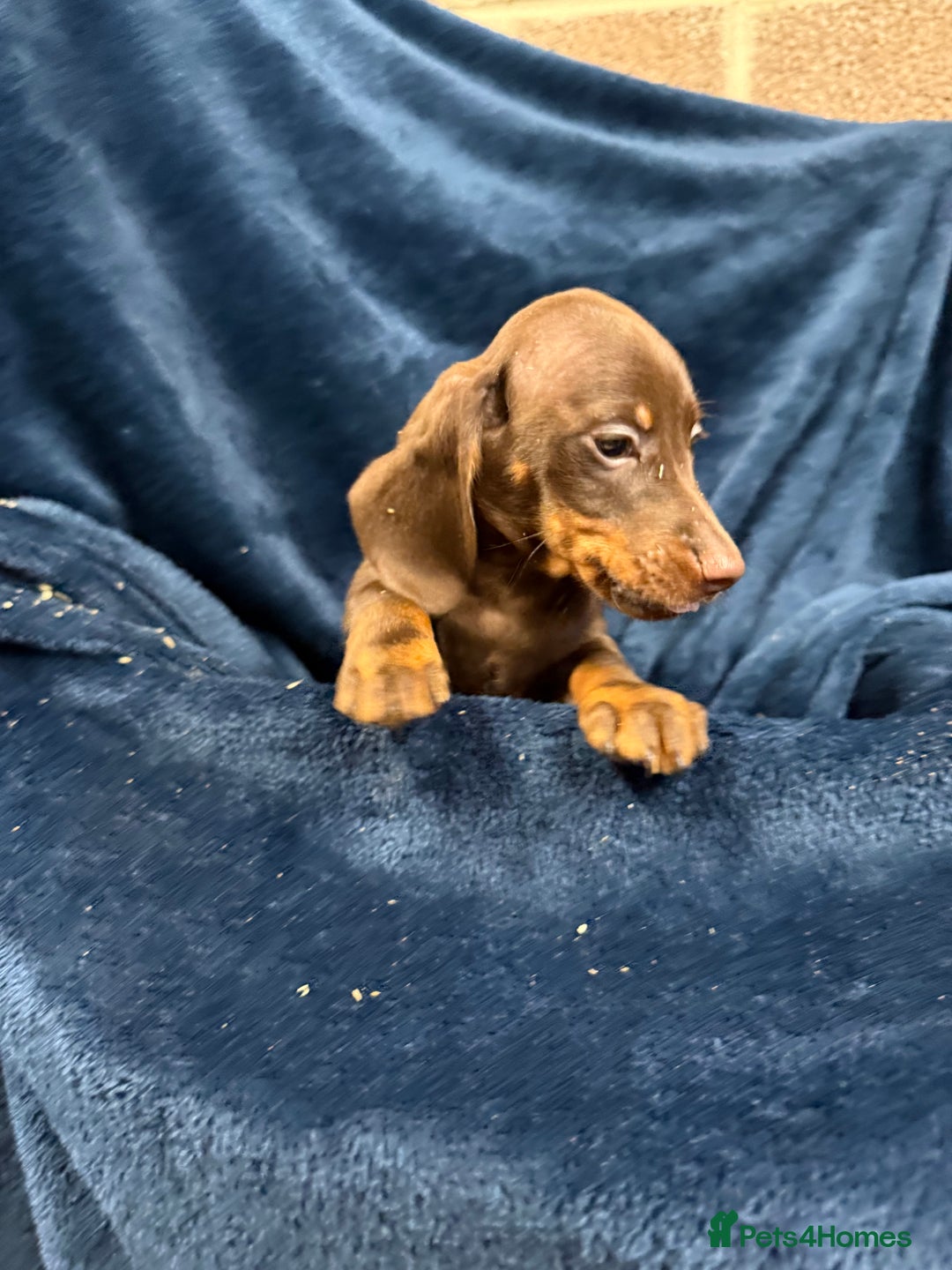 Dachshund dogs for sale: Dachshund Puppies - Image 7