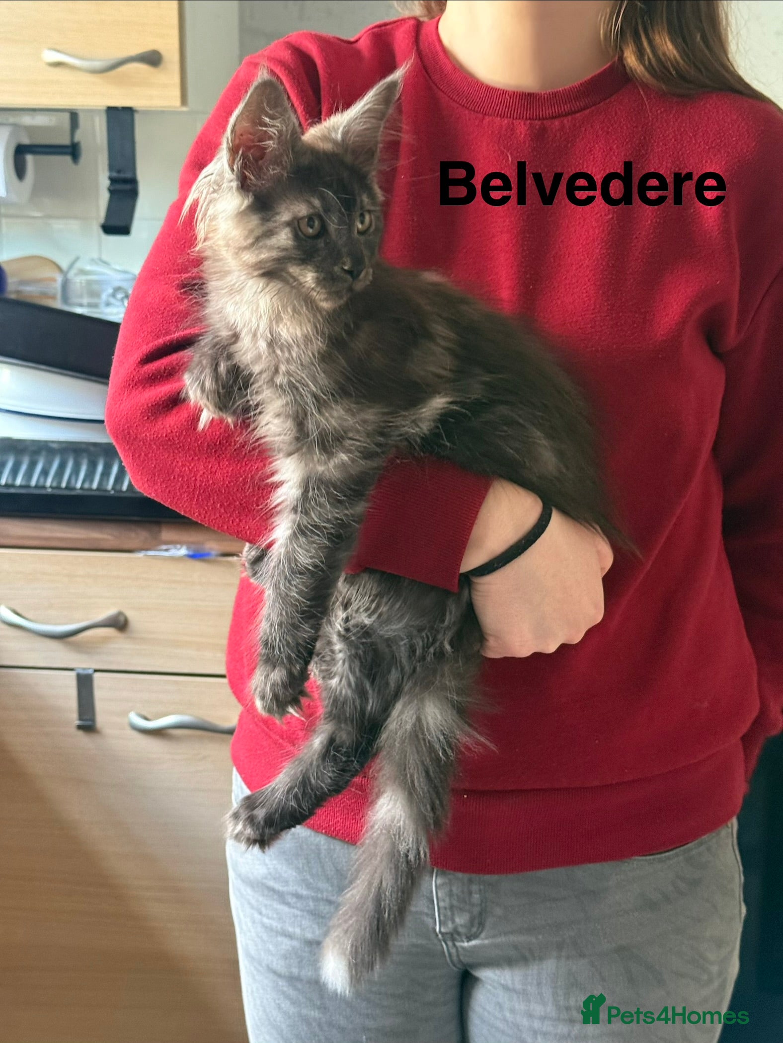Maine Coon cats Stunning Pedigree Maine Coon Kittens for Sale - Advert 3