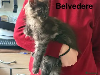 Maine Coon cats Stunning Pedigree Maine Coon Kittens for Sale - Advert 3